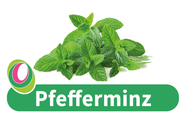 Pfefferminz Abbildung von Pfefferminze mit entsprechender Beschriftung.